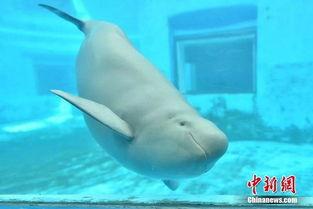 娱乐吃瓜小豚,吃瓜小豚带你探秘明星幕后故事