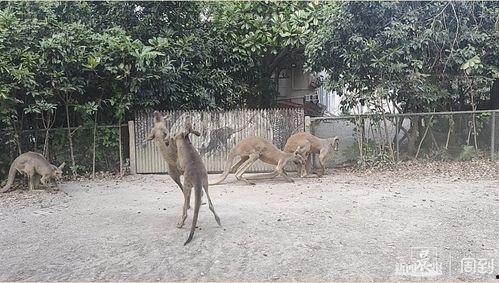 动物园内部爆料视频,独家爆料视频带你探秘动物生活