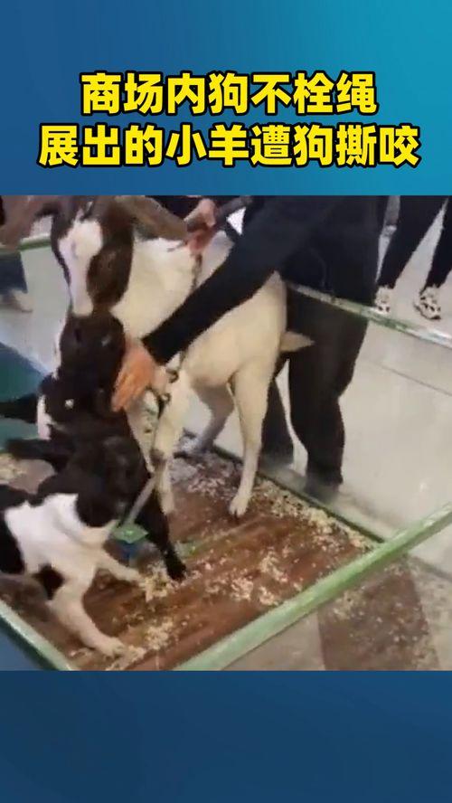 小羊被爆料视频,真相究竟如何？