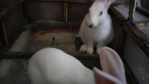 娱乐吃瓜小兔子视频大全