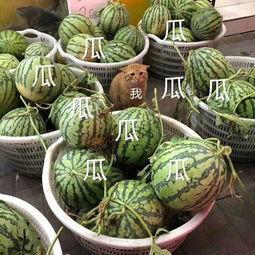 娱乐吃瓜团