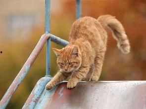玩滑梯的猫咪娱乐吃瓜酱
